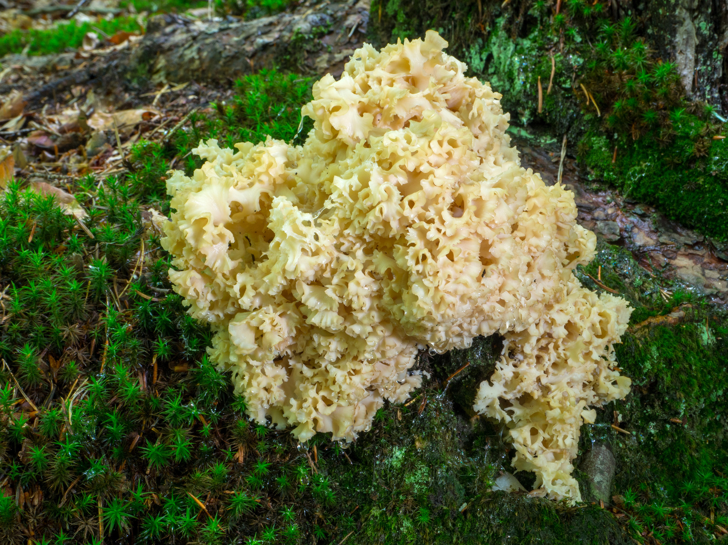 Krause Glucke oder Fette Henne (Sparassis crispa)