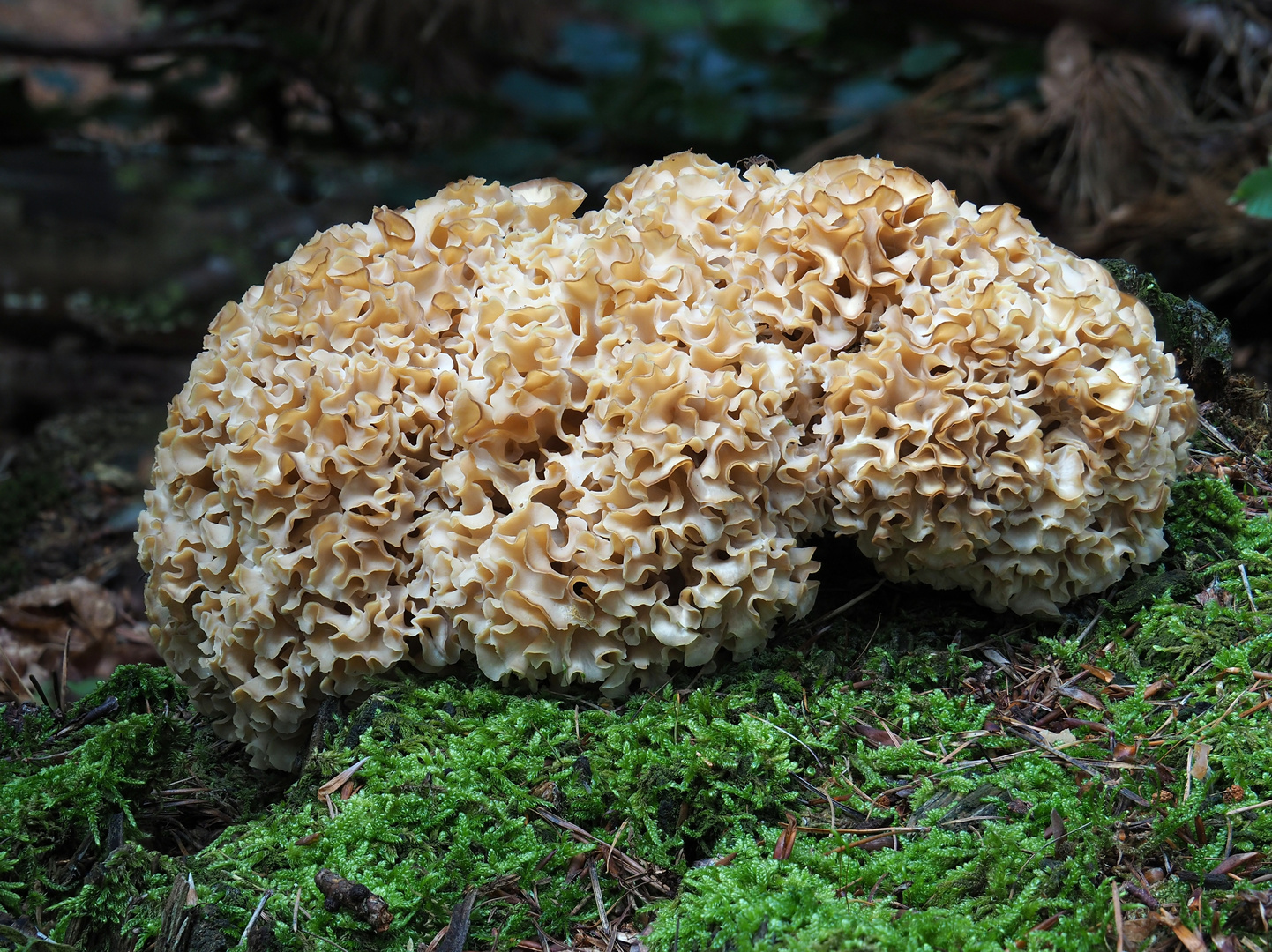 Krause Glucke, Sparassis crispa Foto &amp; Bild | natur, pilz, pflanzen ...