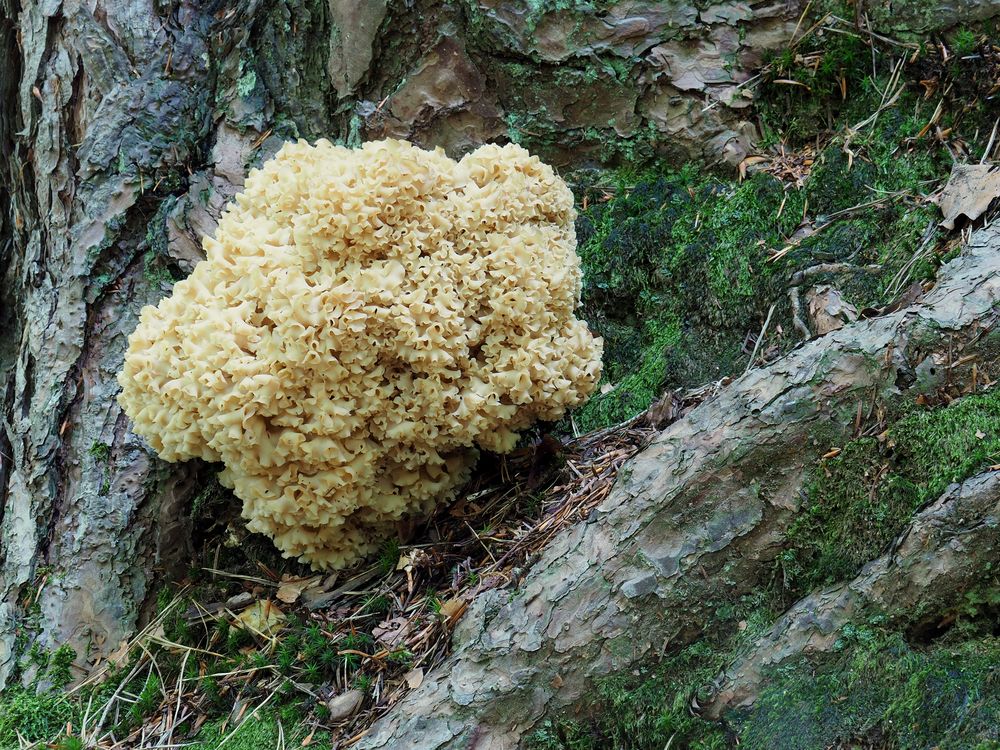 Krause Glucke, Sparassis crispa Foto & Bild | natur, pilz, pflanzen ...