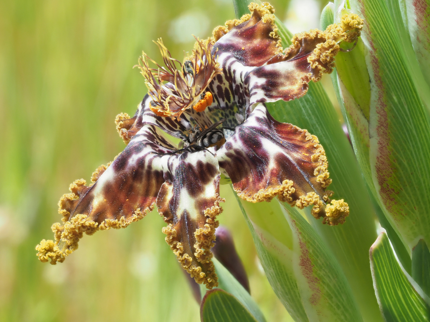 Krause Spinnenschwertlinie, Ferraria crispa  