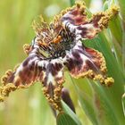 Krause Spinnenschwertlinie, Ferraria crispa  