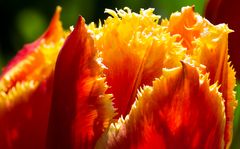 krause Tulpe