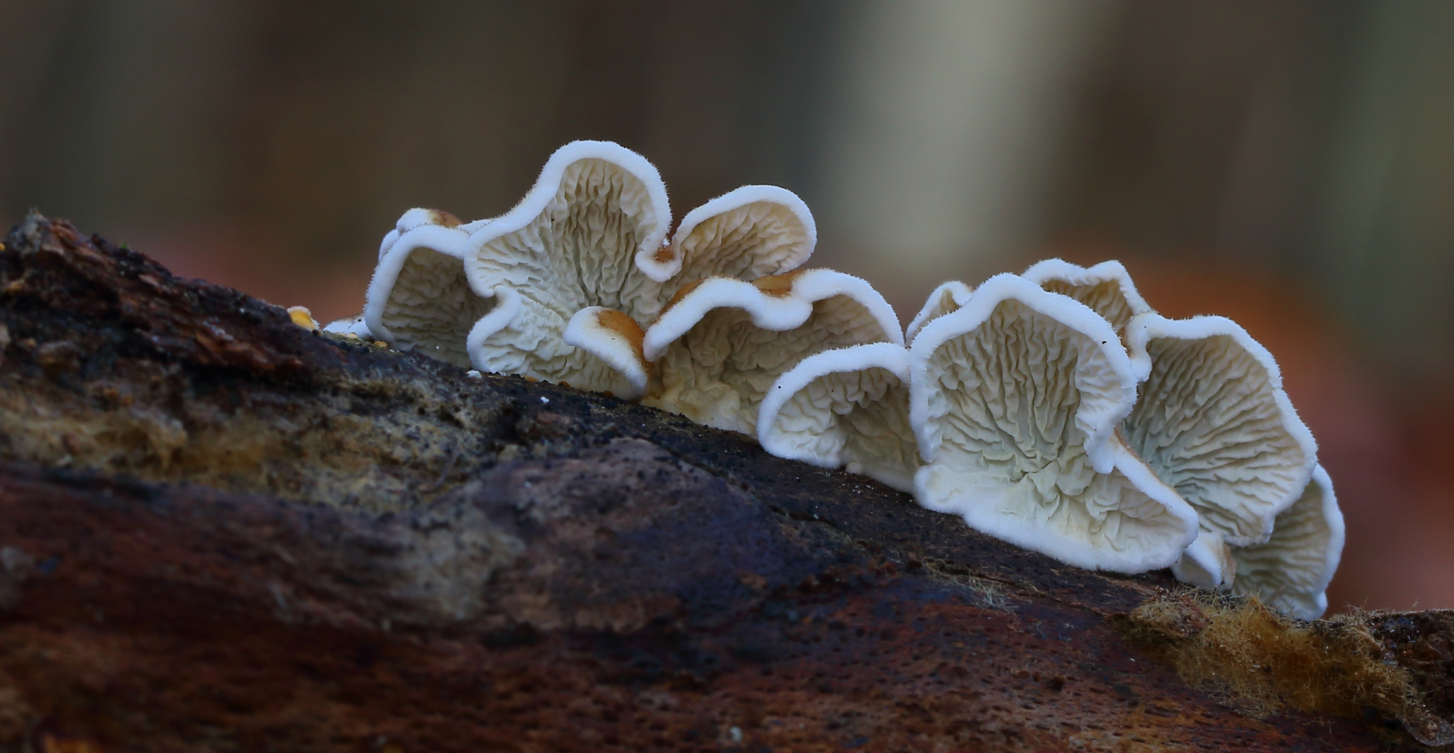 Krausen oder Buchen-Adernzähling (Plicatura crispa syn. Plicatura faginea)