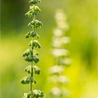 Krauser Ampfer (Rumex crispus) ...