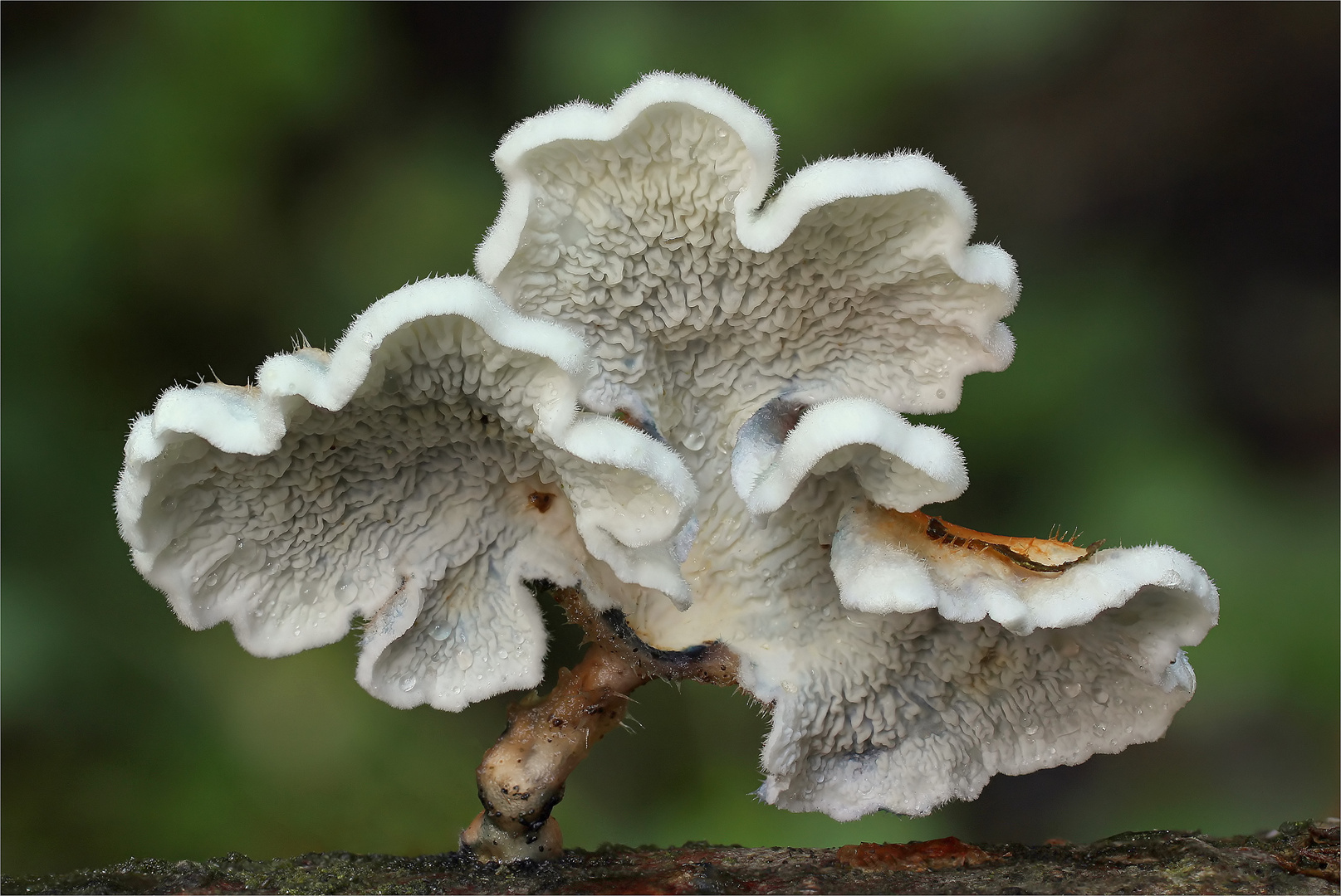 Krauser oder Buchen-Adernzähling (Plicatura crispa syn. Plicatura faginea)