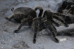 Kraushaar-Vogelspinne (Zoo Köln)