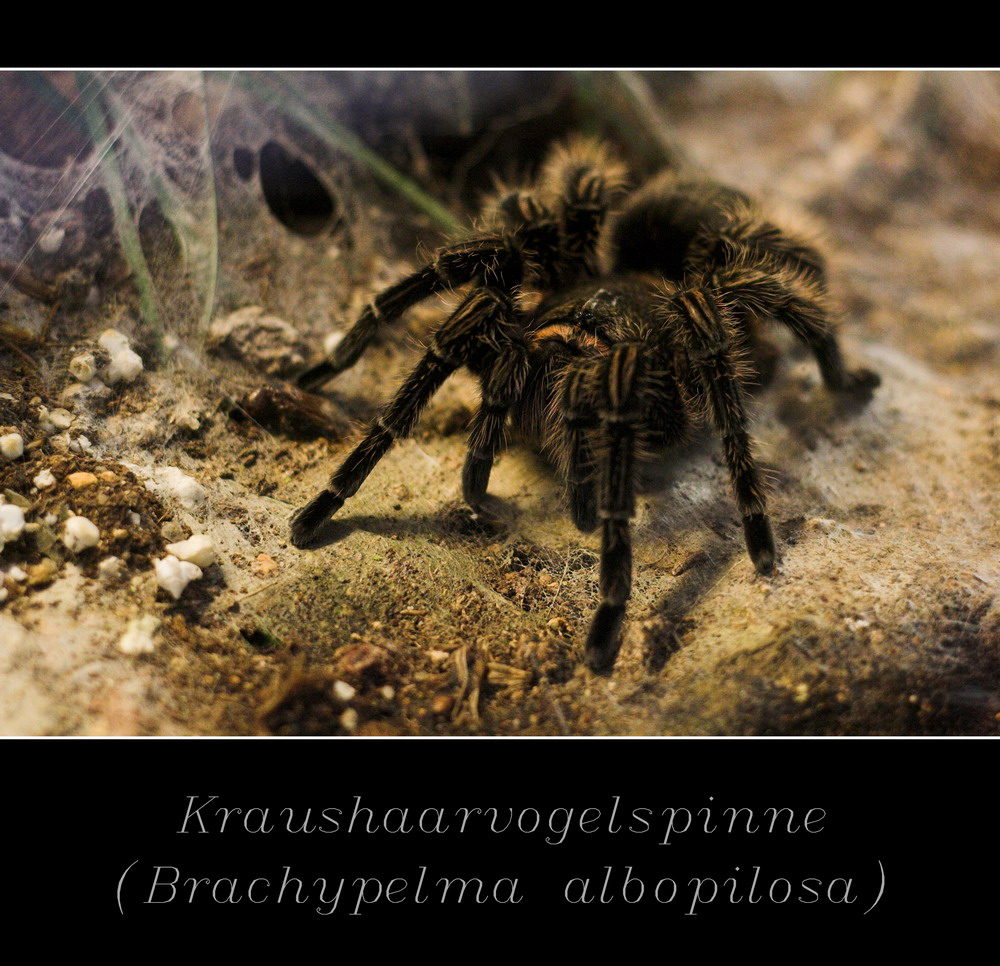 - Kraushaarvogelspinne -