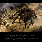 - Kraushaarvogelspinne -