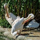 Krauskopf-Pelikan   Tierpark Dählhölzli Bern