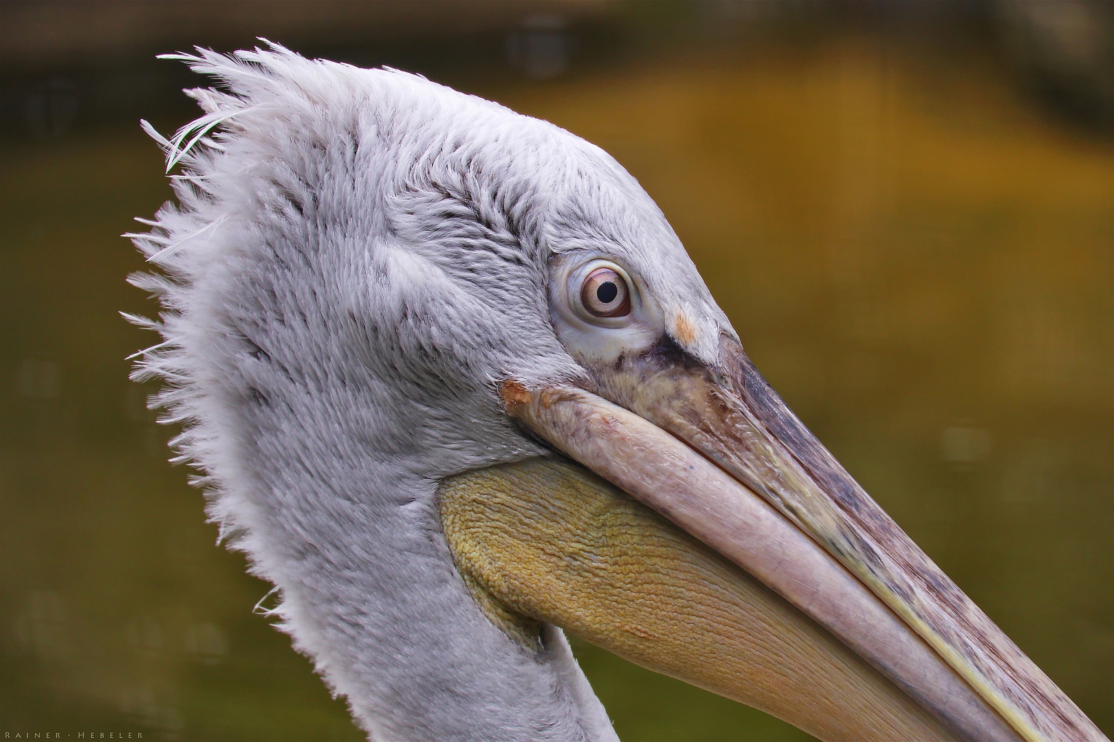 Krauskopf - Portrait