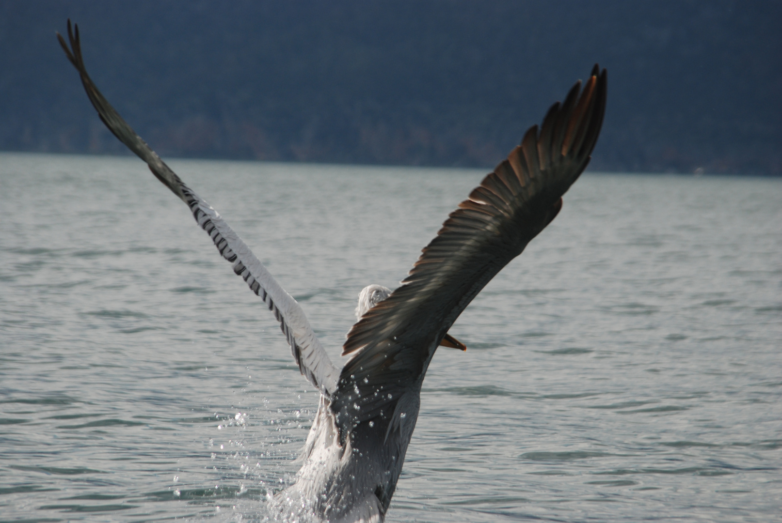 Krauskopfpelikan auf dem Prespa-See in Nordgriechenland