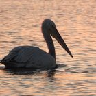 Krauskopfpelikan bei Sonnenaufgang