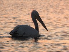 Krauskopfpelikan bei Sonnenaufgang