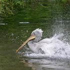 Krauskopfpelikan beim Baden...