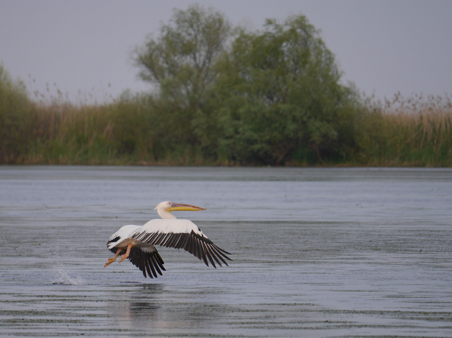 Krauskopfpelikan  -  Dalmatian Pelican