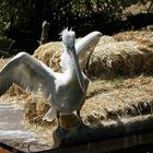 Krauskopfpelikan - Dalmation Pelican