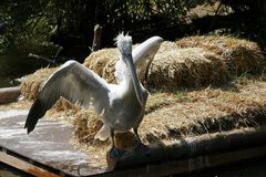 Krauskopfpelikan - Dalmation Pelican