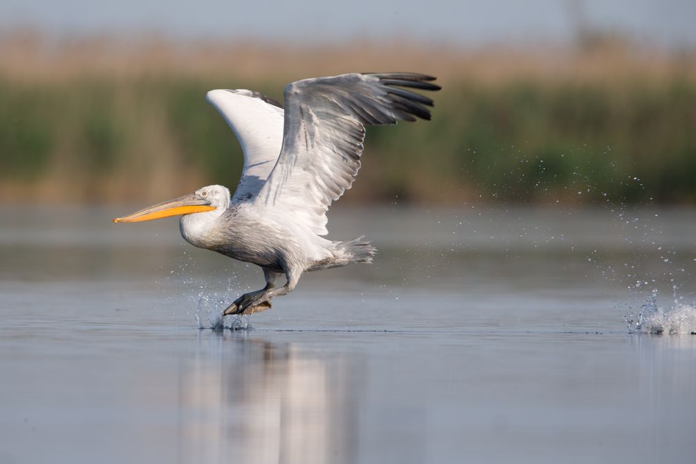 Krauskopfpelikan / Dalmation pelican