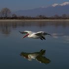 Krauskopfpelikan im Landeanflug