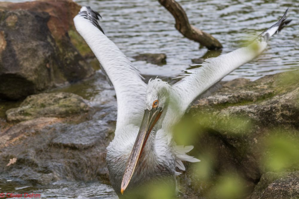 Krauskopfpelikan im Zoo Münster