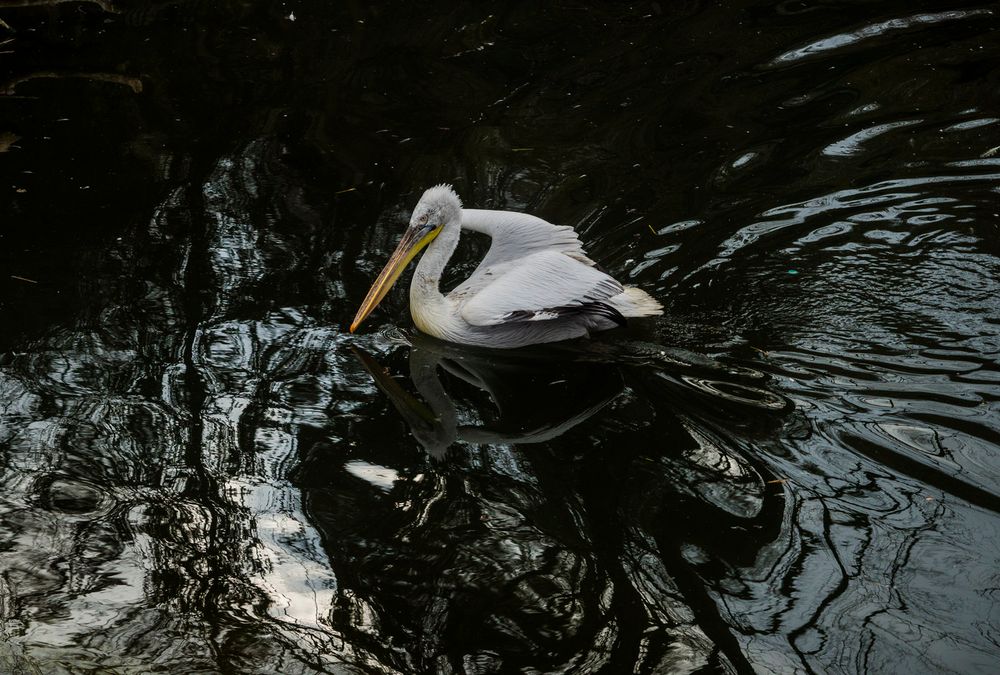 Krauskopfpelikan mit Spiegelung