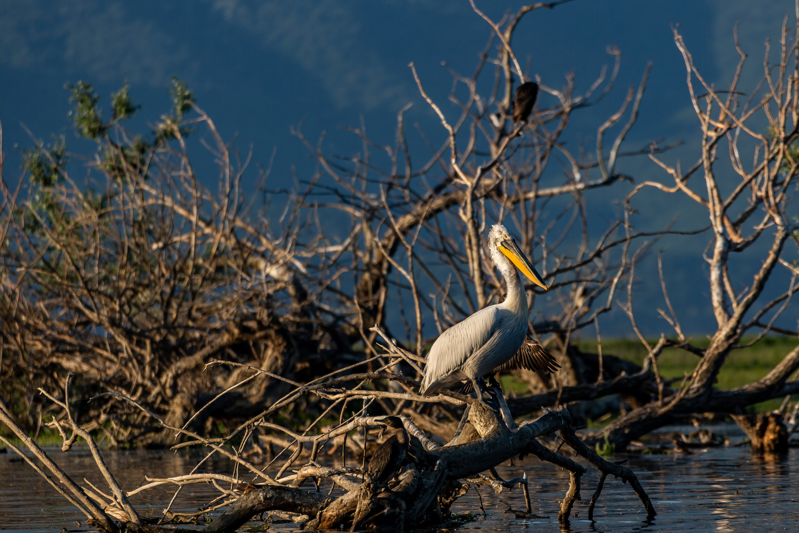 Krauskopfpelikan nach Sonnenaufgang am Kerkinisee