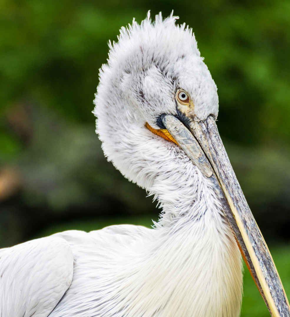 Krauskopfpelikan (Pelecanus crispus)