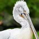 Krauskopfpelikan (Pelecanus crispus)