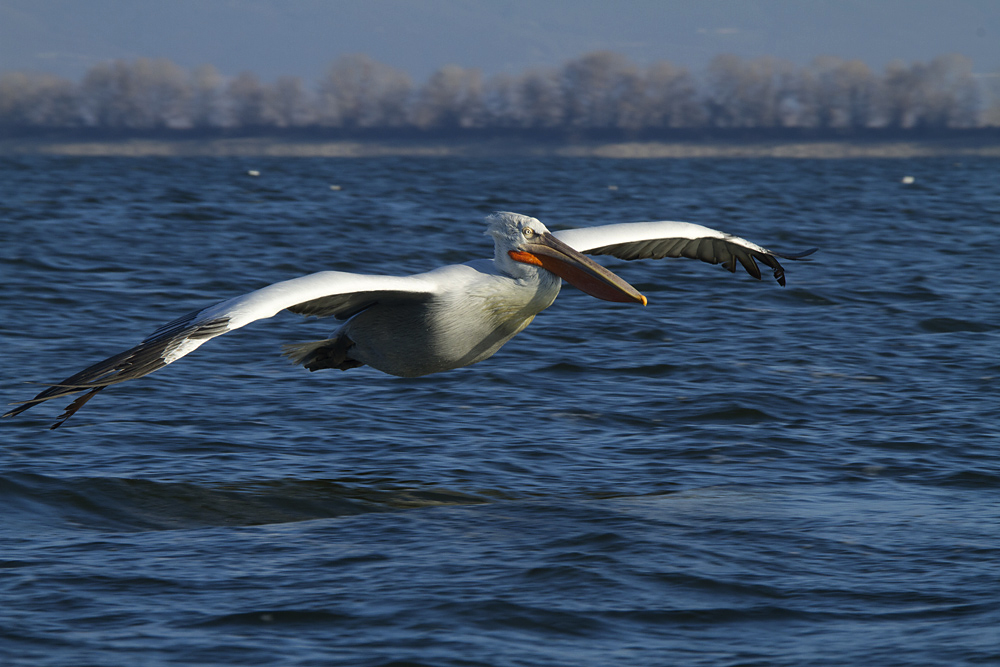 Krauskopfpelikan (Pelecanus crispus)