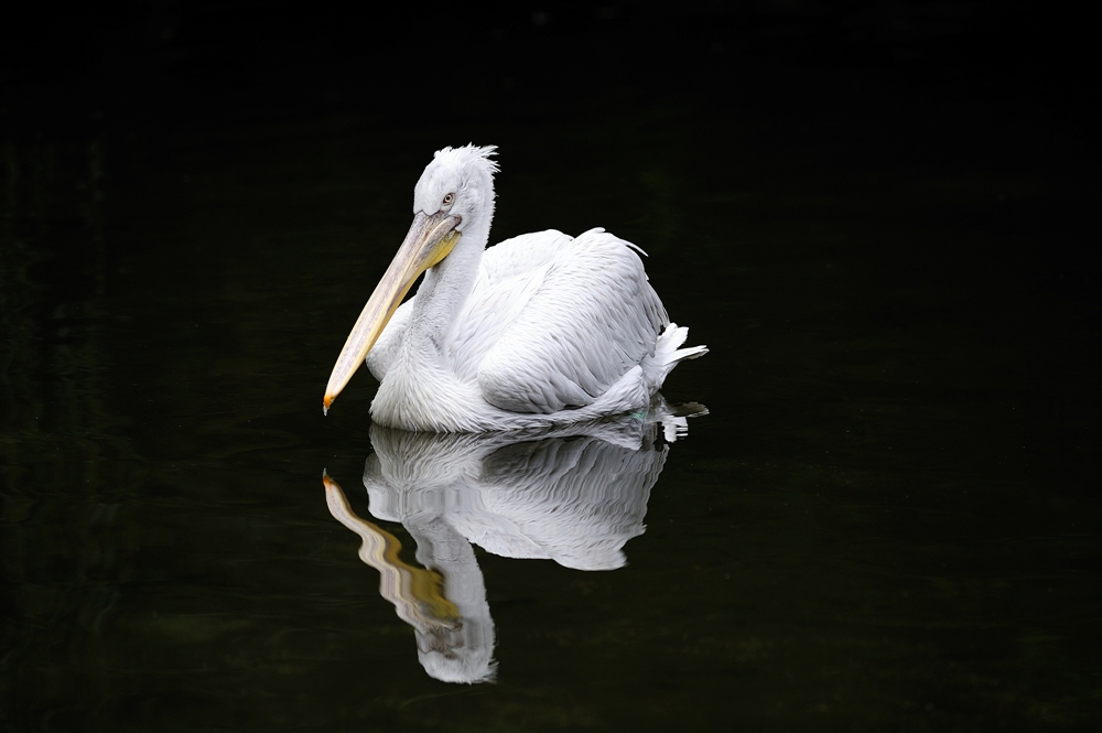 Krauskopfpelikan (Pelecanus crispus)