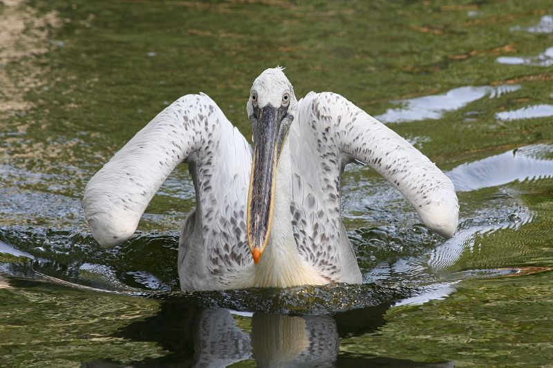 Krauskopfpelikan - Pelecanus crispus