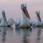 Krauskopfpelikan (Pelecanus crispus), Dalmatian pelican