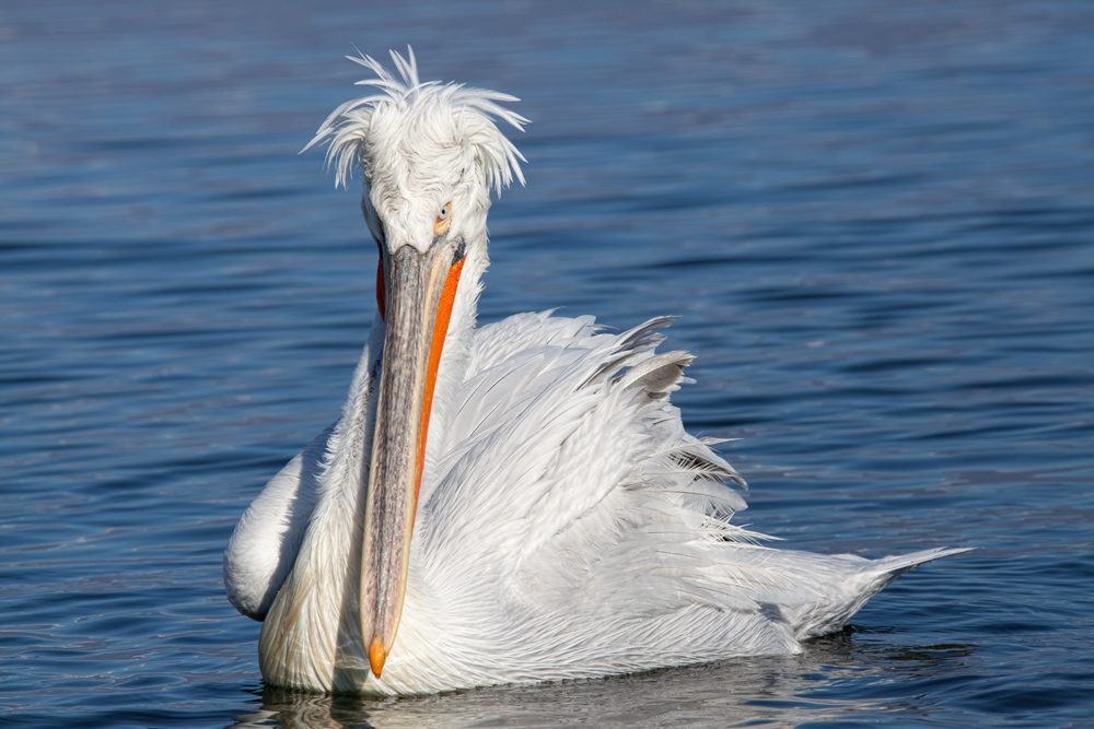 Krauskopfpelikan (Pelecanus crispus)