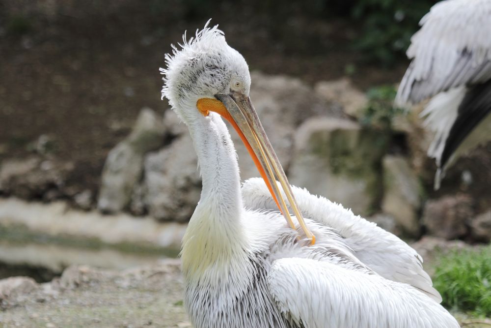 Krauskopfpelikan. (Pelecanus crispus), Parc Zoologique & Botanique de Mulhouse