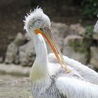 Krauskopfpelikan. (Pelecanus crispus), Parc Zoologique & Botanique de Mulhouse