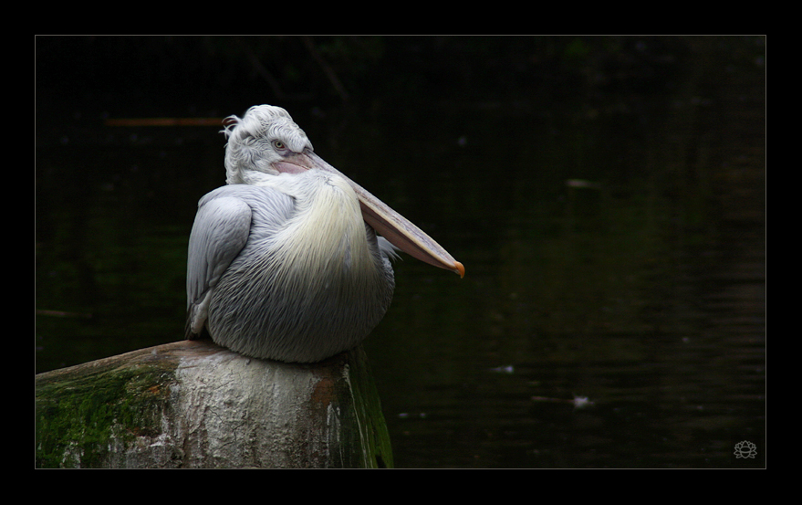 krauskopfpelikan - zoo leipzig