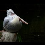 krauskopfpelikan - zoo leipzig