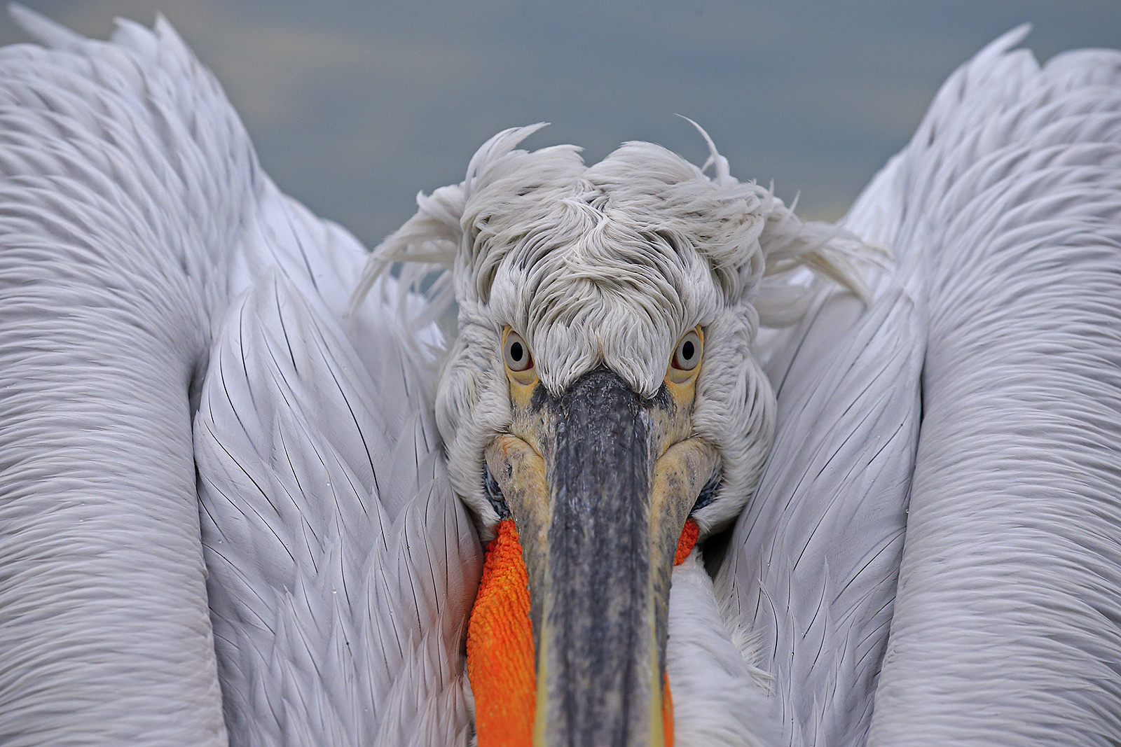 Krauskopfpelikan,Dalmatien pelican,pelecanus crispus 