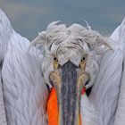 Krauskopfpelikan,Dalmatien pelican,pelecanus crispus 
