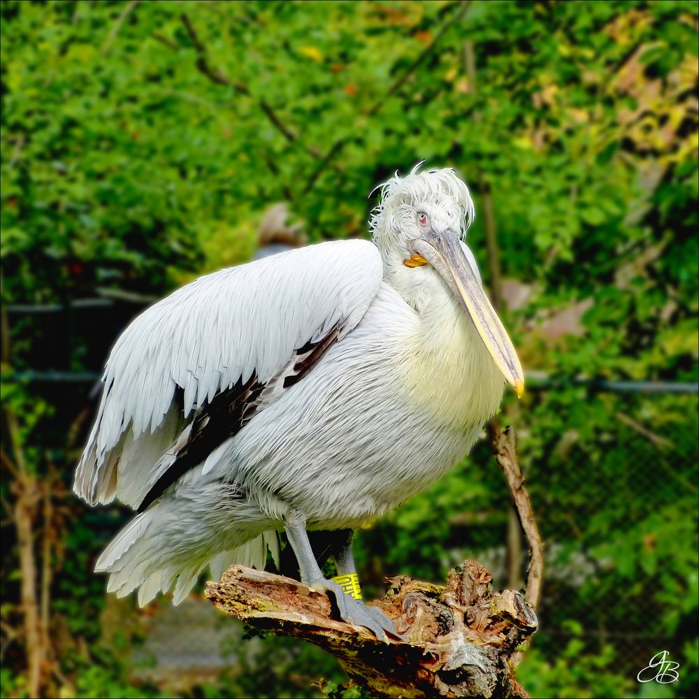 Krauskopfpelikan/Schönbrunn