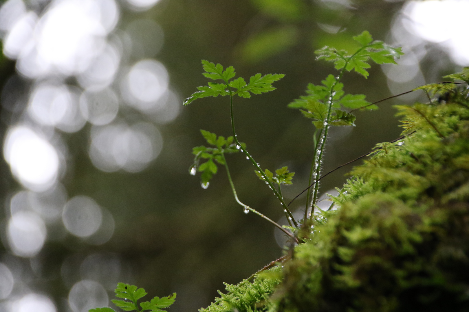 Kraut im Herbstwald