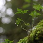 Kraut im Herbstwald