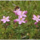 "Kraut mit Bienchen"