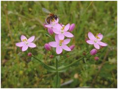 "Kraut mit Bienchen"