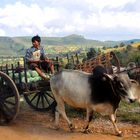 Kraut-Sourcing in Myanmar