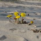 Krautsand ....ein Traum in der Elbe