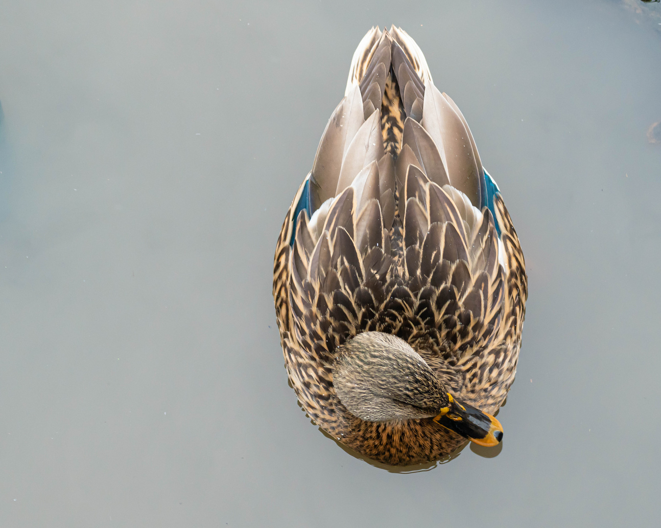 Kreative Vogelfotografie 3/3 - Silver Duck