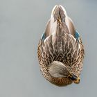 Kreative Vogelfotografie 3/3 - Silver Duck