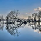 Kreative Zerstörung im Spiegel der Natur...