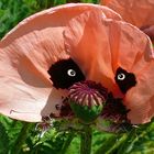 Kreativer Mohn